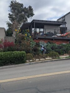 Meagan taking a picture of a giant sunflower outside of a hourse. The sunflower was as tall as the house!