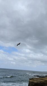 A pelican flying. It just looks dark. It's flying over the Pacific Ocean. Clouds and some blue sky above.