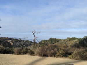 Torrey Pines park. Sand and brush and a dead-looking tree, the Pacific Ocean in the distance. Blue sky with clouds.