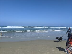 The Pacific Ocean, waves coming into the beach, blue sky. A black dog being walked coming into frame from the right. 