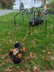 A giant black spider made of pipes and the body is crafted from spray foam. Arthur is dressed as a spider with an orange leash that is attached to the spider. He does not look pleased.