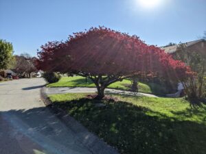 A red Japanese maple tree with the sun overhead. It's very wide and dramatic-looking.