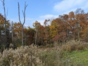 A field with trees at the back. They're fall colors except for one dead tree that is turning gray in the left side of the photo. The sky is blue.