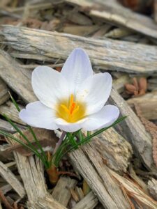 A white crocus flower.