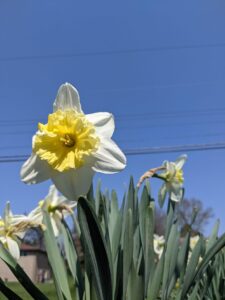 A yellow daylily with a blue sky behind it.