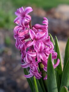 A pink striped hyacinth flower.