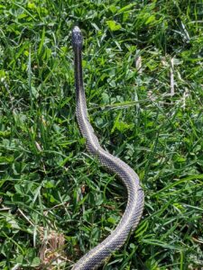 A garter snake facing away from the camera. She's leaving on the green grass.