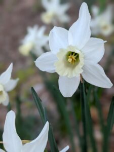 A white daylily. 