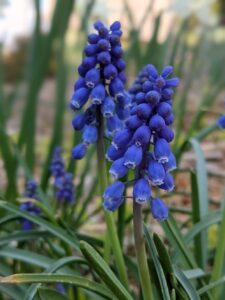 A dark blue/purple grape hyacinth.