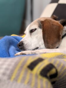 Edie beagle asleep on blankets. You can only see her head. Her eyes are not quite closed - zombie eyes.