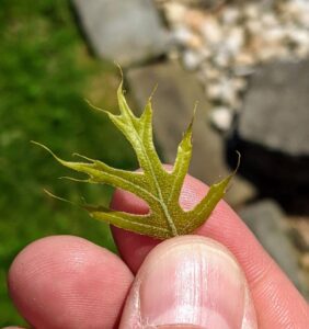 A very tiny green leaf. It's about the size of the fingers holding it.