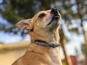 Arthur chi-mix in his modeling debut. You can just see his head and upper body. He's looking up and into the distance. He's outside and it's a nice day.