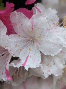 A white flower with some pink on it. It's an azalea, I believe.