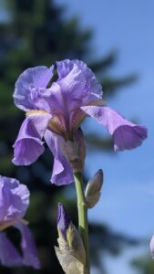 A light purple iris.