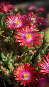 A spidery pink flower with purple in the middle yellow stamen.