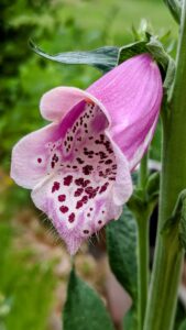 A purple foxglove flower. It's spotted on the inside of the bell.