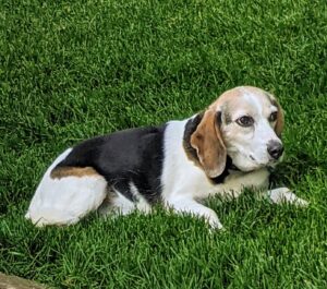 Edie beagle in the green grass, relaxing.