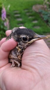 A hand holding a baby bird that was rescued in the backyard. It's a robin and looks pretty put out.