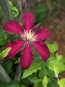 A deep pink clematis flower.