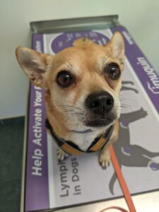 Arthur sitting on a vet table looking pretty put out. He's wearing his harness and is obviously in the place he'd rather not be.