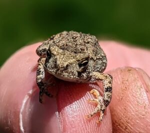 A tiny toad baby. It's sitting on Gabe's thumb.