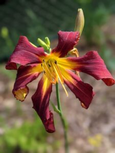 A spidery daylily with red petals and a yellow middle. 