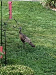 A turkey walking in our backyard underneath a red bird feeder. It's too big for that one!