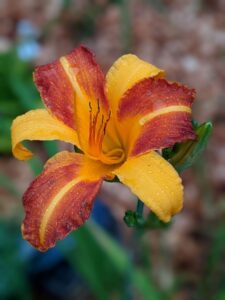 A daylily with some yellow petals and some orange petals with yellow stripes.