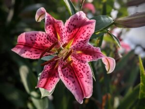 Asiatic lily - it's pink. Dark pick in the middle of the petals, lighter towards the edges, and it's spotted all over.