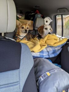 Arthur and Edie in the back of the car on top of a huge pile of dog beds and blankets, ready to set off!