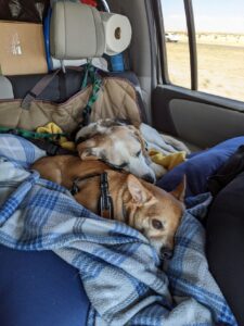 Arthur and Edie on their mountain of blankets and dog beds. Edie is asleep on Arthur, cuddling for the car ride.