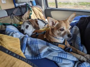 Edie and Arthur in the back of the car again, Edie is draped over Arthur's hind end.