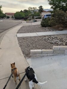 Arthur and Edie on a walk in their new neighborhood. It's slightly overcast - early morning - and the Sandia Mountains are in the distance. We're walking down a sidewalk.