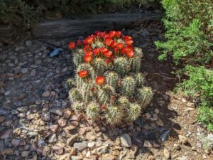 A small cactus with red flowers.