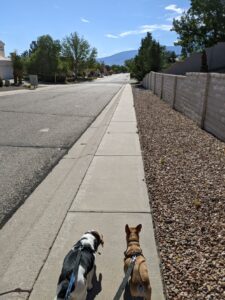 Edie and Arthur on walkies. We are walking down a sidewalk with a wall to the right and the Sandia Mountains in the distance ahead of us. Blue sky with a few clouds. Gorgeous day.