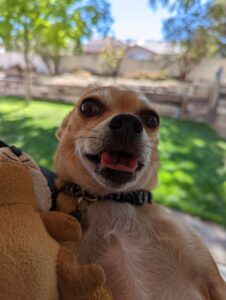 Arthur in my arms on his back, his tongue is folded a bit and his eyes are buggy and he just looks silly. He also has a stuffed chipmunk with him that's cuddled next to me.