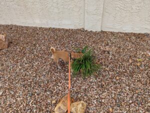 Arthur on a walk with his head stuffed in a plant. The plant is in a rock garden and there's a wall in the background - those are fences here.