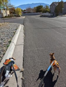 Edie and Arthur out for a walk. Edie is wearing her butterfly wings, Arthur is in the Halloween t-shirt. We're walking down a road and the Sandias are in view straight ahead. The sky is blue. Again. Sheesh.