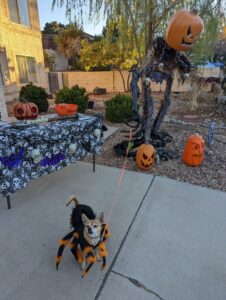 Pumpkin man holding Arthur's leash. Arthur is dressed like a spider and looking at the camera like he wants to be somewhere else. There are also pumpkins in front of pumpkin man now, and a table with a halloween tablecloth and more pumpkins and candy. 