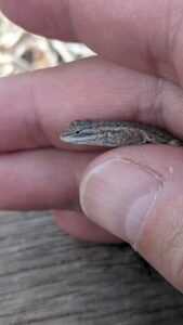 A tiny lizard. It is the size of Gabe's thumb! It was freed safely.