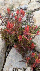 Red flowers on different sort of plant than I was used to in the Midwest or Northeast.