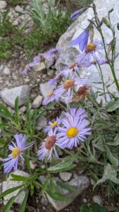 Purple daisies with yellow centers.