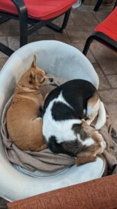 Arthur Chi and Edie Beagle sleeping together in their bed. Well, Arthur is looking out at something. Who knows what it is.