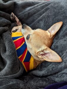 Arthur curled up under blankets in a shirt that is red and blue and yellow. He looks like Ernie from Sesame Street. He also looks coy.