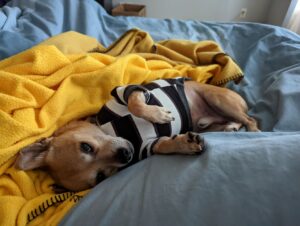 Arthur in a black and white-striped shirt. He's on his back surrounded by blankets looking cute. In the background is a Uhaul box because moving isn't done yet.