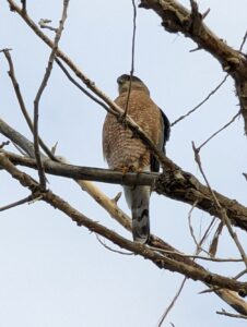 A Coopers hawk sitting in a tree. It's actually overcast!