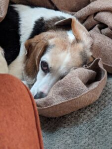 Edie beagle peeking out from her bead, one ear is flopped over and she looks like she's thinking deeply.