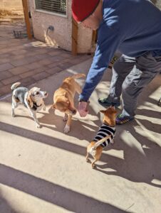 Edie beagle, Chloe mutt, and Arthur chi getting treats from Gabe out back.