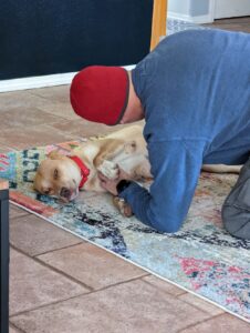 Chloe on her side on the floor getting lovin' from Gabe. Her tongue is out a little and she looks very content.