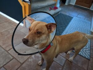 Chloe is a medium-sized brown dog. She has pointy ears, but here they're only halfway up. She's wearing a cone and a red collar.